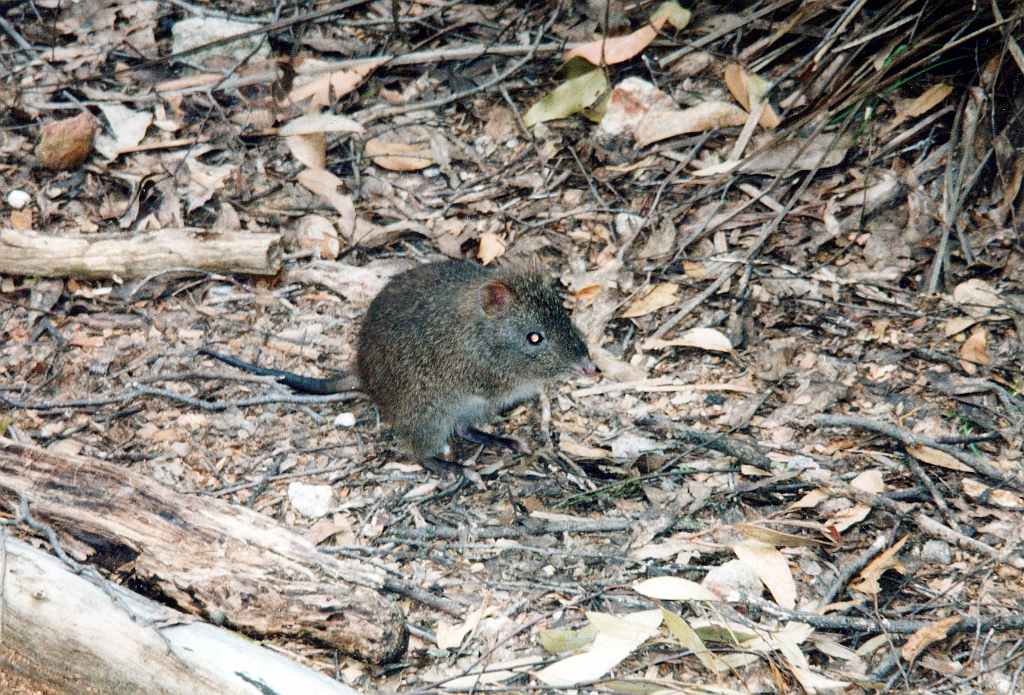 2000 - Australie 118T.jpg